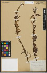 Foto von Salix alba L.